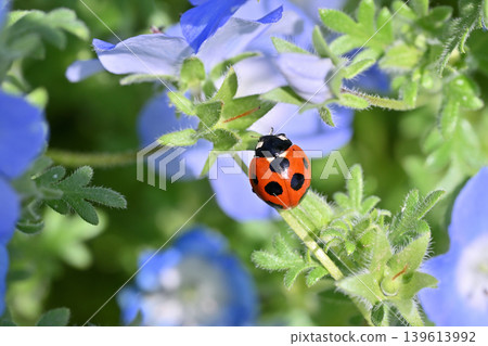 A cute collaboration of nemophila and ladybugs. A cute collaboration of nemophila and ladybugs. 139613992