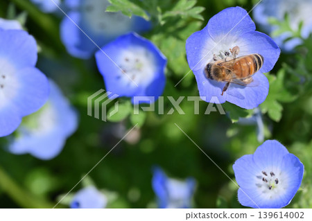 A cute collaboration of nemophila flowers and bees. A cute collaboration of nemophila flowers and bees. 139614002