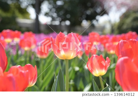 Red tulips, a spring scene Red tulips, a spring scene 139614012