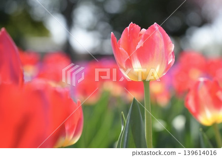 Red tulips, a spring scene Red tulips, a spring scene 139614016