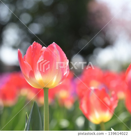 Red tulips, a spring scene 139614022