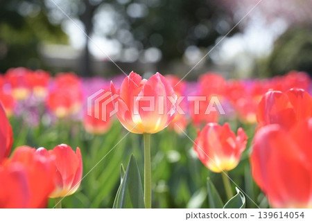 Soft red tulips – a spring scene. 139614054