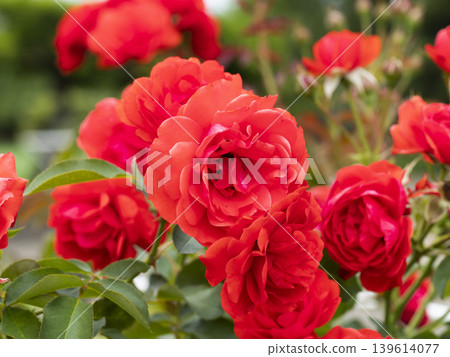 植物園裡盛開的鮮紅玫瑰 植物園裡盛開的鮮紅玫瑰 139614077