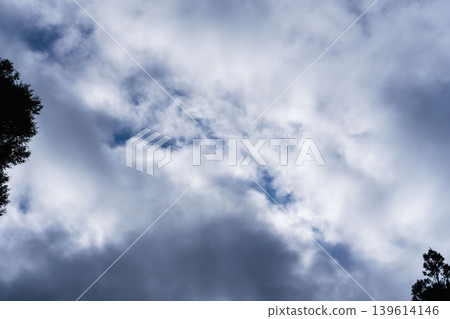 Looking up at the cloudy winter sky, clouds, and trees 03 Looking up at the cloudy winter sky, clouds, and trees 03 139614146