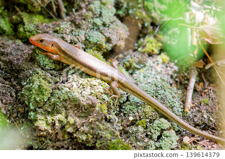 A Japanese lizard whose tail is too long to fit in the frame. A Japanese lizard whose tail is too long to fit in the frame. 139614379