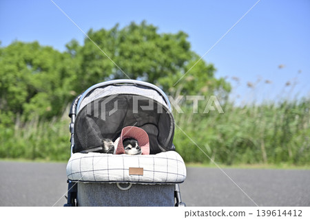 A walk with my dog by the lake - Chihuahua 139614412