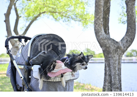 A friendly Chihuahua couple takes a walk by the lake, peering at the ground together. A friendly Chihuahua couple takes a walk by the lake, peering at the ground together. 139614413