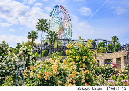 Hirakata Park: Rose Garden in Full Bloom 139614420
