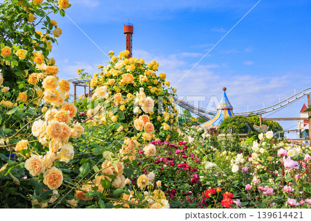 Hirakata Park: Rose Garden in Full Bloom Hirakata Park: Rose Garden in Full Bloom 139614421