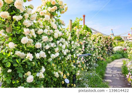 Hirakata Park: Rose Garden in Full Bloom 139614422