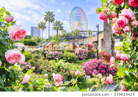 Hirakata Park: Rose Garden in Full Bloom 139614424