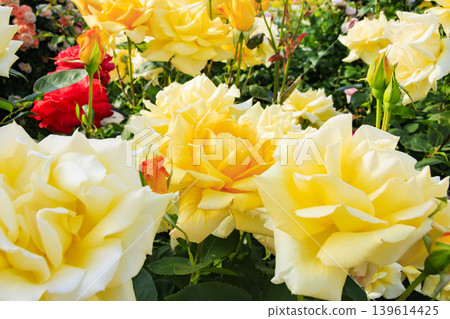 Hirakata Park: Rose Garden in Full Bloom 139614425