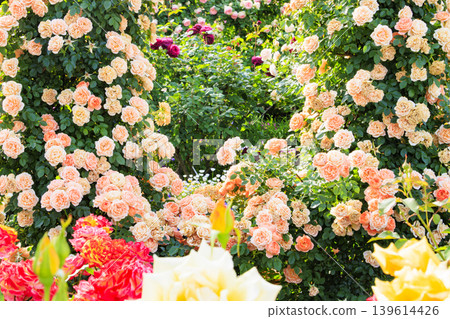 Hirakata Park: Rose Garden in Full Bloom 139614426