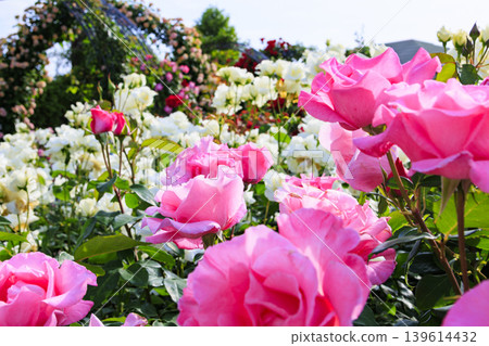 Hirakata Park: Rose Garden in Full Bloom 139614432