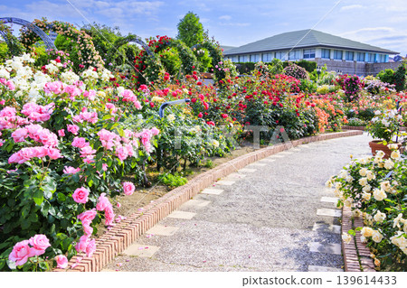 枚方公園：玫瑰園盛開 139614433