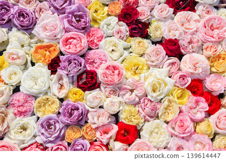 Hirakata Park: Rose Garden in Full Bloom 139614447