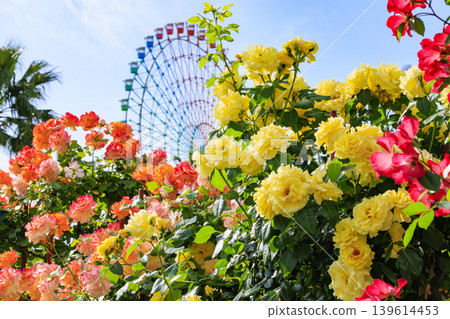 Hirakata Park: Rose Garden in Full Bloom 139614453