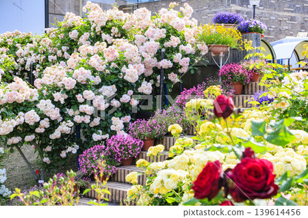 Hirakata Park: Rose Garden in Full Bloom 139614456