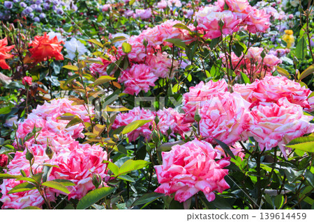 Hirakata Park: Rose Garden in Full Bloom 139614459
