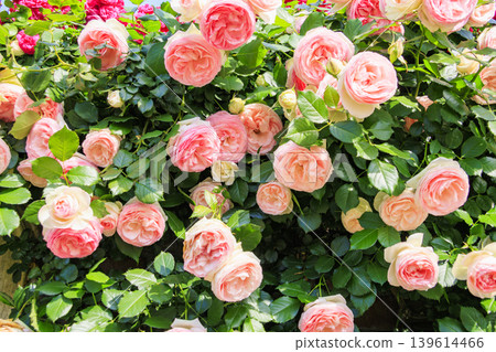 Hirakata Park: Rose Garden in Full Bloom 139614466