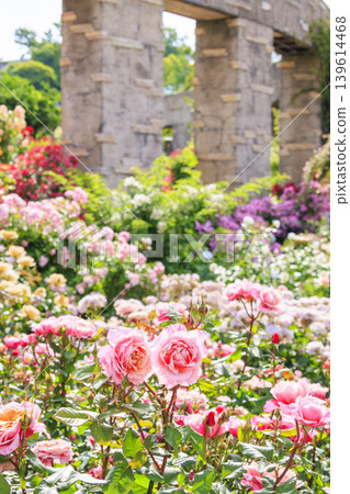 Hirakata Park: Rose Garden in Full Bloom 139614468