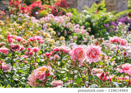 Hirakata Park: Rose Garden in Full Bloom 139614469