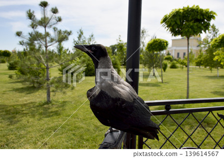 A gray crow perched on an iron railing in a city park gazebo A gray crow perched on an iron railing in a city park gazebo 139614567