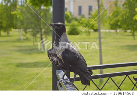A gray crow perched on an iron railing in a city park gazebo 139614568