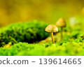 Forest mushrooms 139614665