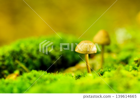 森林蘑菇 森林蘑菇 139614665