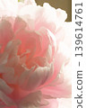 Peony (Shakuyaku) U 139614761