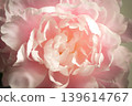 Peony (Shakuyaku) e 139614767