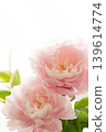 Peony (Shakuyaku) L 139614774