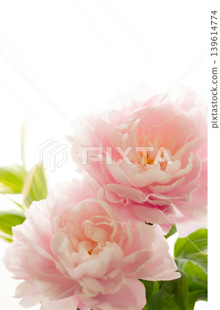 Peony (Shakuyaku) L Peony (Shakuyaku) L 139614774