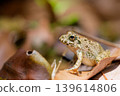 Side view of a marsh frog 139614806