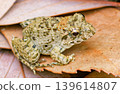 A marsh frog on a fallen leaf 139614807