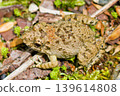 Overhead shot of a marsh frog 139614808