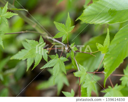 Green maple leaves and spotted beetles Green maple leaves and spotted beetles 139614830