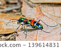 Tiger beetle on fallen leaves 139614831