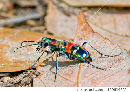 Tiger beetle on fallen leaves Tiger beetle on fallen leaves 139614831