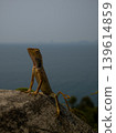 A lizard is sitting on a rock, basking in the sun, against a background of vegetation 139614859
