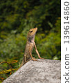 a lizard sits on concrete, basking in the sun, against a background of vegetation 139614860