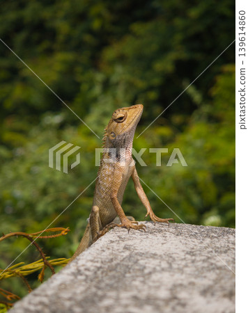 a lizard sits on concrete, basking in the sun, against a background of vegetation 139614860