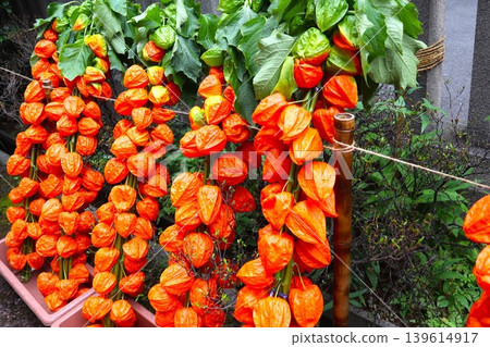燈籠果(Physalis alkekengi) 燈籠果(Physalis alkekengi) 139614917