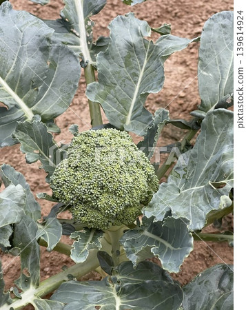Fresh Green Broccoli Brassica Oleracea Var Italica Growing In Soil Fresh Green Broccoli Brassica Oleracea Var Italica Growing In Soil 139614924