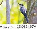 A male Ryukyu shrike 139614970