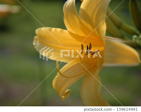 美麗的黃色萱草（Hemerocallis middendorffii）在陽光明媚的五月盛開。 139614991