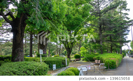 神奈川縣相模原市相模小野中央公園的鬱鬱蔥蔥綠植和高聳入雲的公寓大樓 139615058
