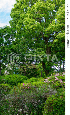 Fresh greenery and towering high-rise apartments in Sagami-Ono Central Park, Sagamihara City, Kanagawa Prefecture 139615062