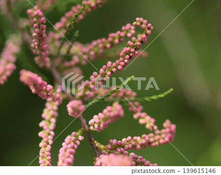 檉柳（Gyoryu）的花蕾在五月開始膨脹。 139615146